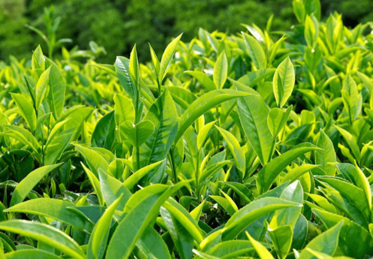 HÀNH TRÌNH CỦA LÁ TRÀ VIỆT